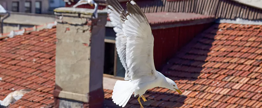 Residential Chimney Animal Removal Solution in Union Hill-Novelty Hill, WA